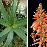 Aloe bulbillifera v. paulianae (Madagascar)